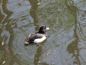 Species of duck that we didn`t see in Ljubljanica river. \ Vrsta rac, ki jih doma nismo videli. 