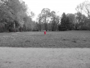 A red flower on the field of grey. \ Rdeča roža na polju sivine. 