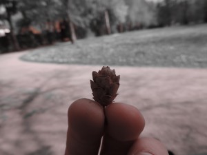 A little cone that Mojca found. \ Majhen storž, ki ga je našla Mojca.  