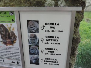 And then we saw Ivo the gorilla - the most beautiful animal I have seen in my life / Potem smo videli gorilo z imenom Ivo. Najlepša žival kar sem jih videl. 