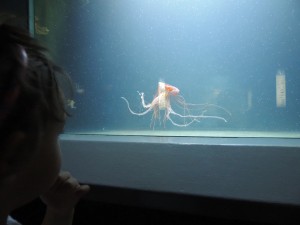 The jellyfish appealed to Mojca. / Mojci so bile všeč meduze. 